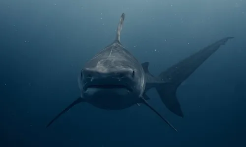 サメが迫り来るホラー・サメ映画