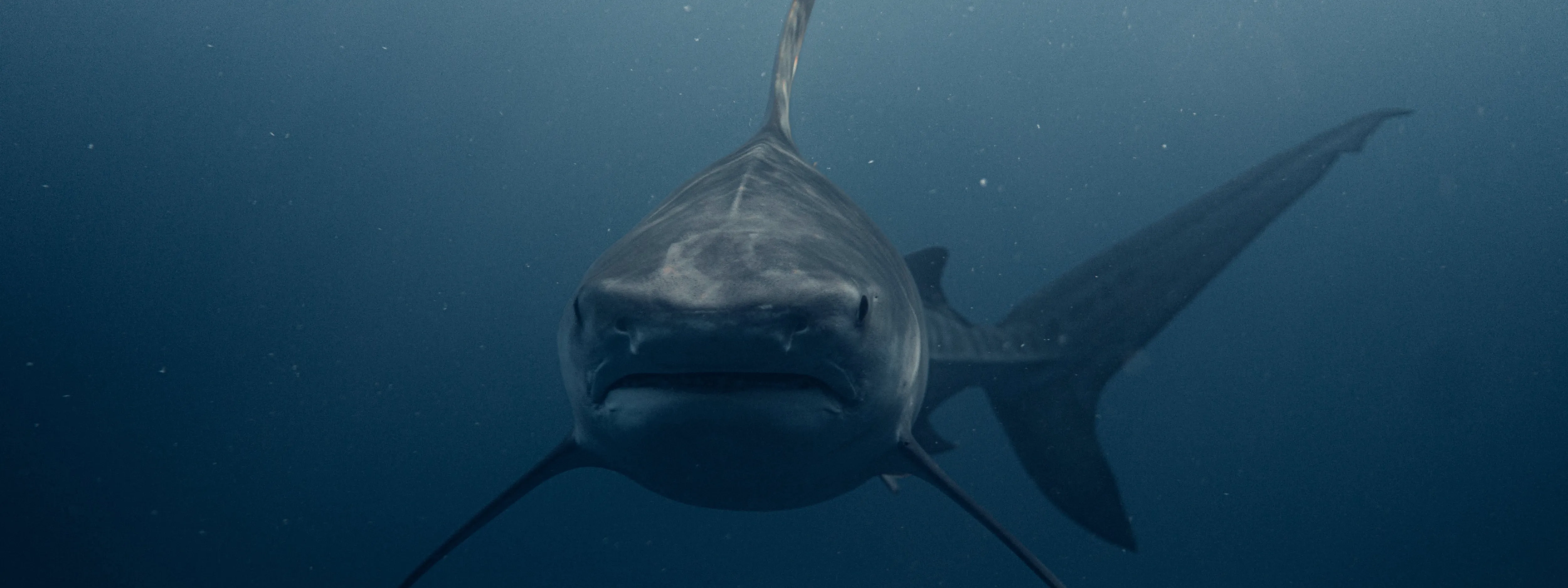 サメが襲い来るパニック/ホラー映画ランキング